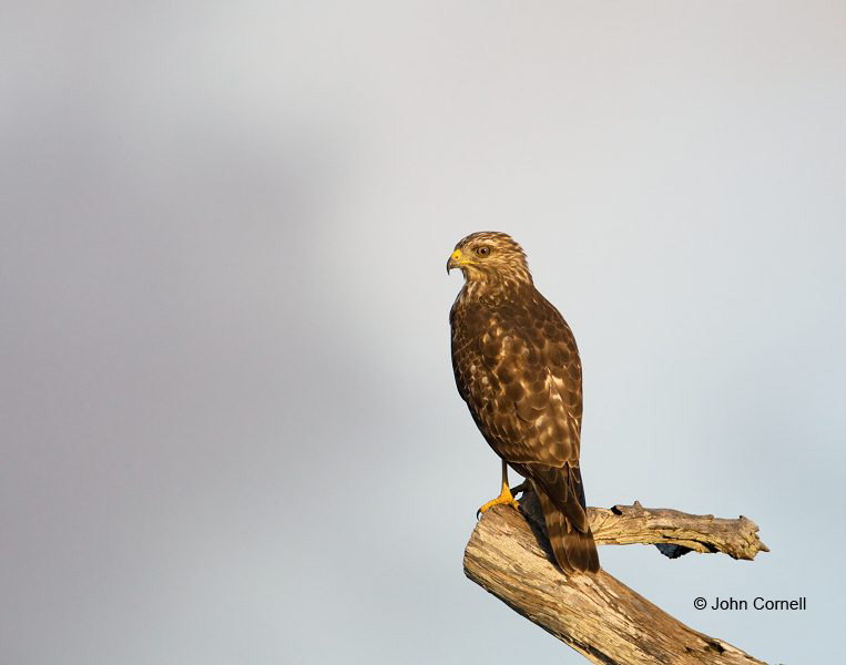 Coopers Hawk;Hawk;Acipiter cooperii;Cooper's Hawk;Birds of Prey;Curved Beak;Hunter;Hunters;Predator;Predatory;Talon;Talons;Raptor;Raptors;one animal;close-up;color image;photography;day;outdoors. Wildlife;birds;animals in the wild;avifauna;feathered;feathers;wilderness;perch;perching;watch;watchful